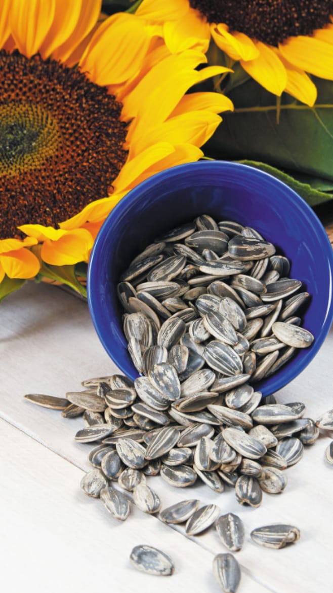 Sunflower Seeds