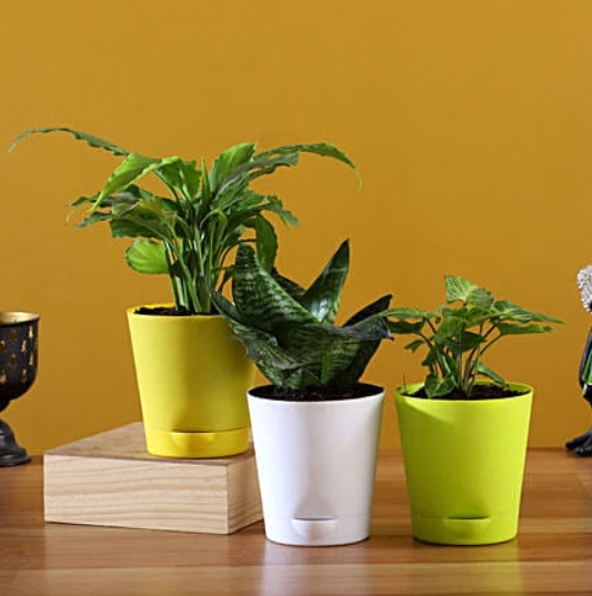 AIR PURIFYING PLANTS