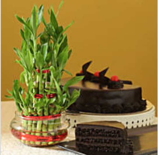 Plants With Cake